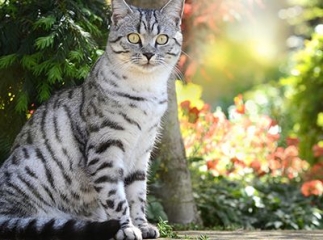 Chat british shorthair